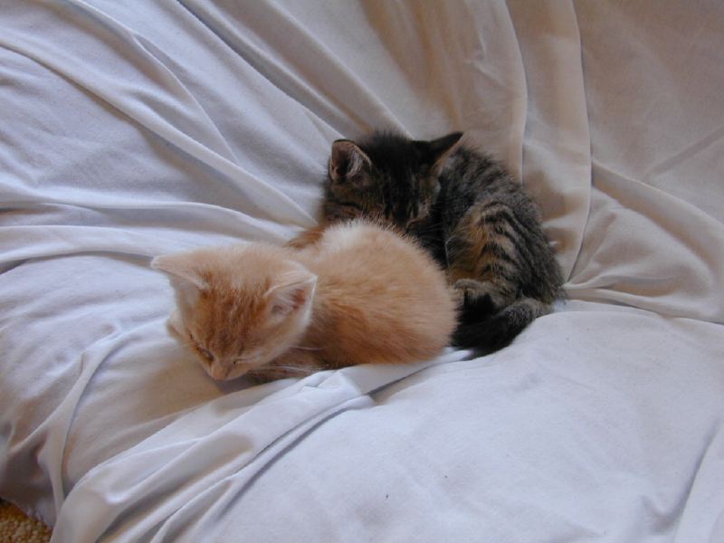 1031_two-kittens
